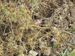 Centaurea × pouzinii