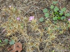 Centaurea × pouzinii