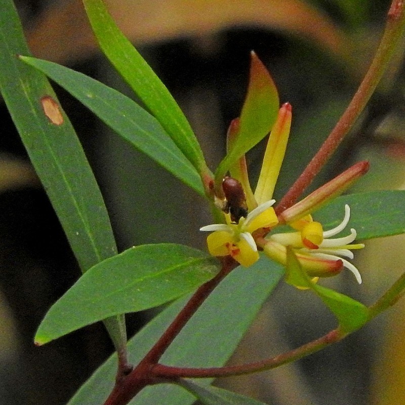 Persoonia silvatica