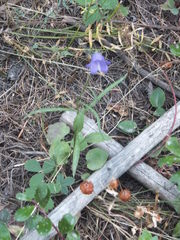 Campanula alaskana
