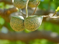 Tabernaemontana elegans