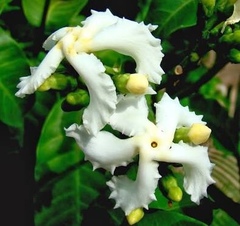 Tabernaemontana elegans
