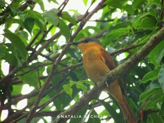 Pachyramphus
