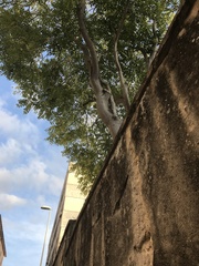 Ailanthus altissima