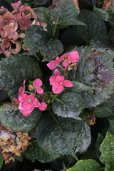 Pseudoidium hortensiae