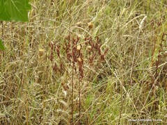 Agrostis castellana