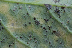 Puccinia convolvuli