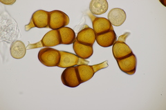 Puccinia convolvuli