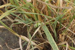 Ustilago trichophora