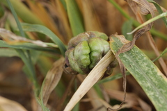 Ustilago trichophora