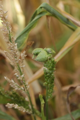 Ustilago trichophora