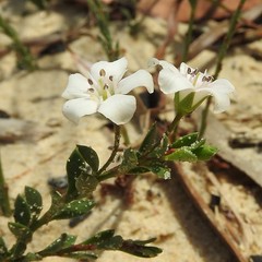 Creeping Water Pimpernel (Samolus repens)