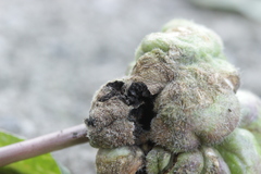 Ustilago trichophora