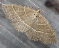 Trisateles emortualis