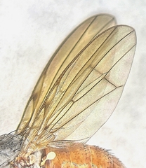 Tephrochlamys flavipes