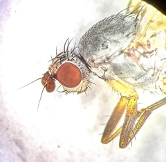 Tephrochlamys flavipes