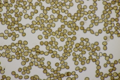 Ustilago trichophora