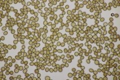 Ustilago trichophora