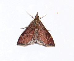 Pyrausta atropurpuralis