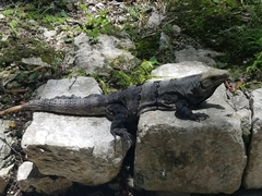 Ctenosaura similis similis