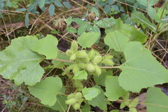 Xanthium strumarium canadense