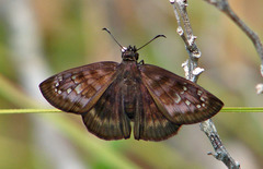 Ephyriades brunnea
