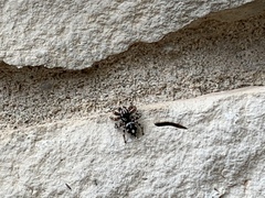 Habronattus fallax