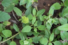 Acanthospermum hispidum