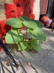 Magnoliopsida