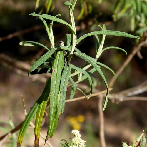 Image of Cassinia trinerva by (c) Max Campbell, some rights reserved (CC BY)