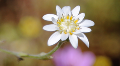 Leucheria oligocephala