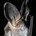 Big-eared Brown Bat - Photo (c) Darío De la Fuente, some rights reserved (CC BY), uploaded by Darío De la Fuente