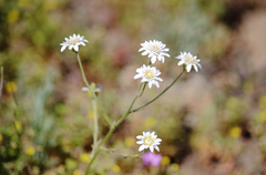 Leucheria oligocephala
