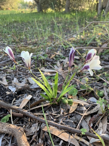 Sparaxis grandiflora
