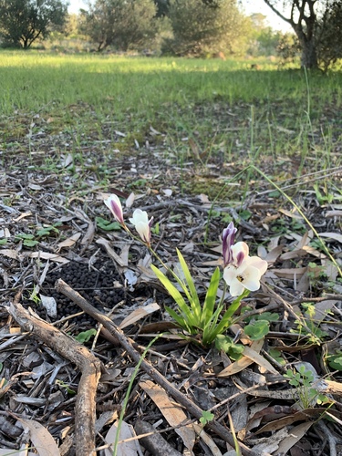 Sparaxis grandiflora