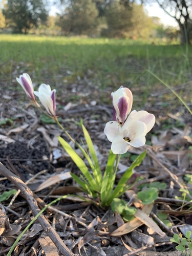 Sparaxis grandiflora