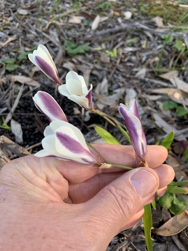Sparaxis grandiflora