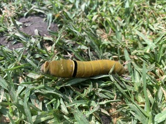 Papilio multicaudata