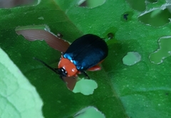 Asphaera abdominalis