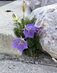 Campanula carpatica