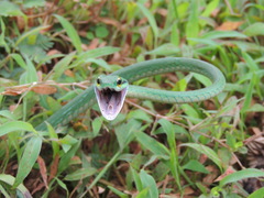 Leptophis ahaetulla image
