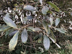 Laurus