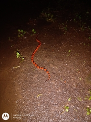 Geophis semidoliatus