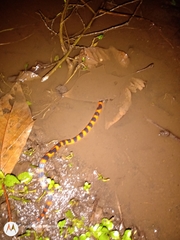 Geophis semidoliatus