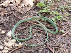 Leptophis ahaetulla