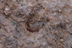 Euscorpius tauricus