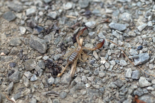 Crimean Small Wood-Scorpion