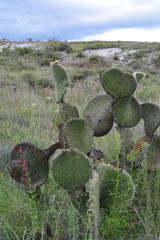 Opuntia huajuapensis
