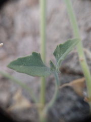 Tetraclea coulteri