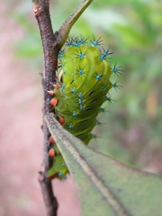 Rothschildia jacobaeae